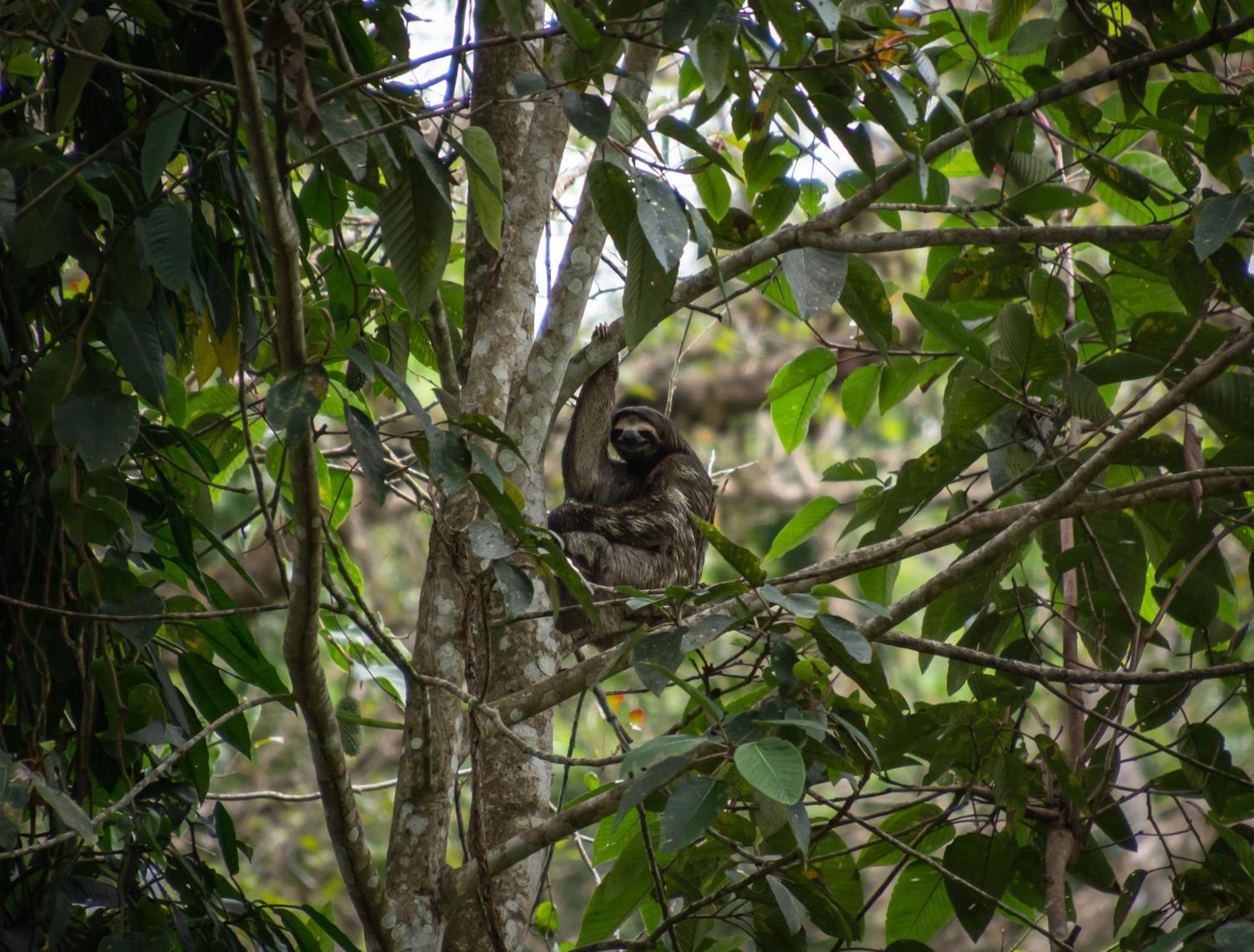 Hotel Boutique The Green Jungle House Puerto Viejo de Talamanca ภายนอก รูปภาพ